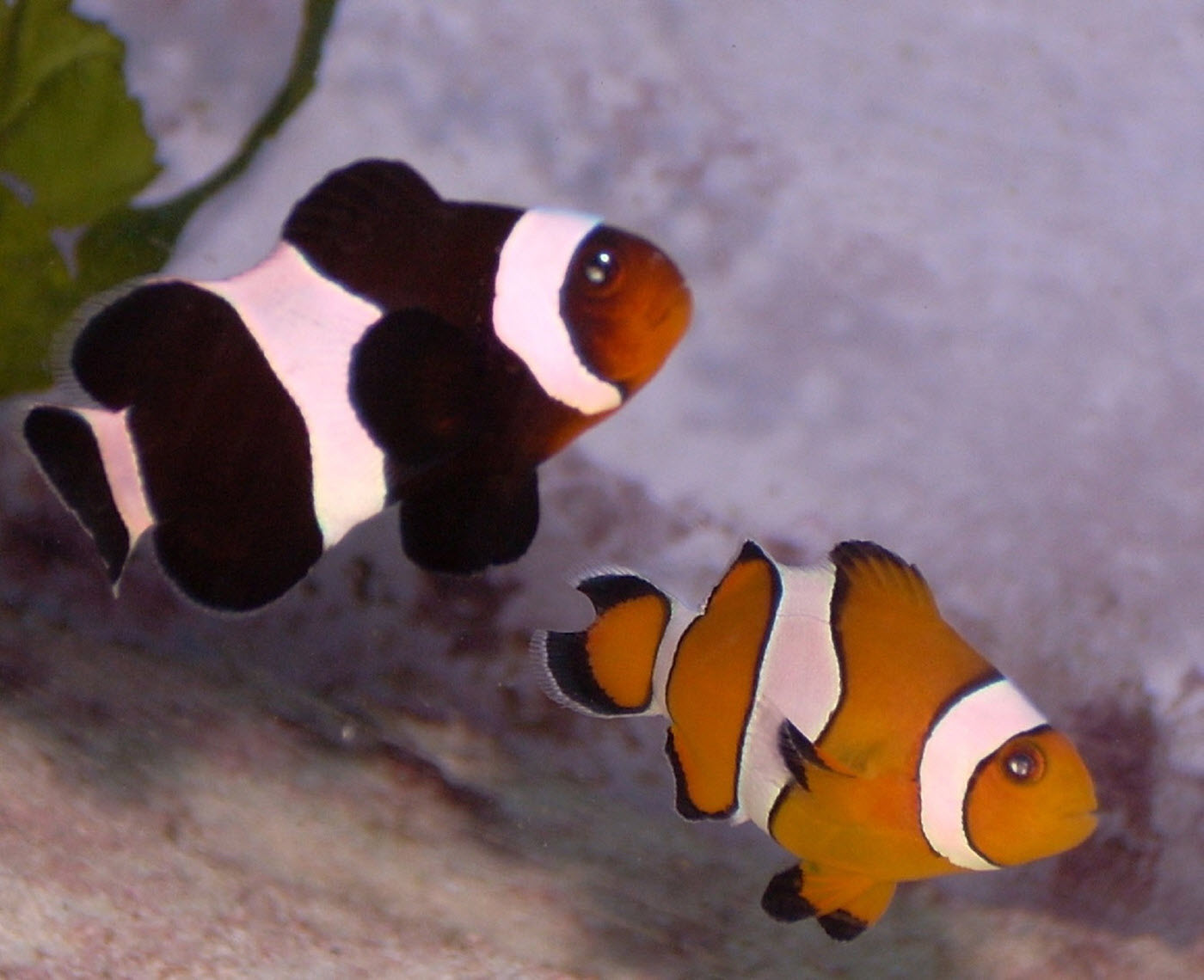 Premnas biaculeatus