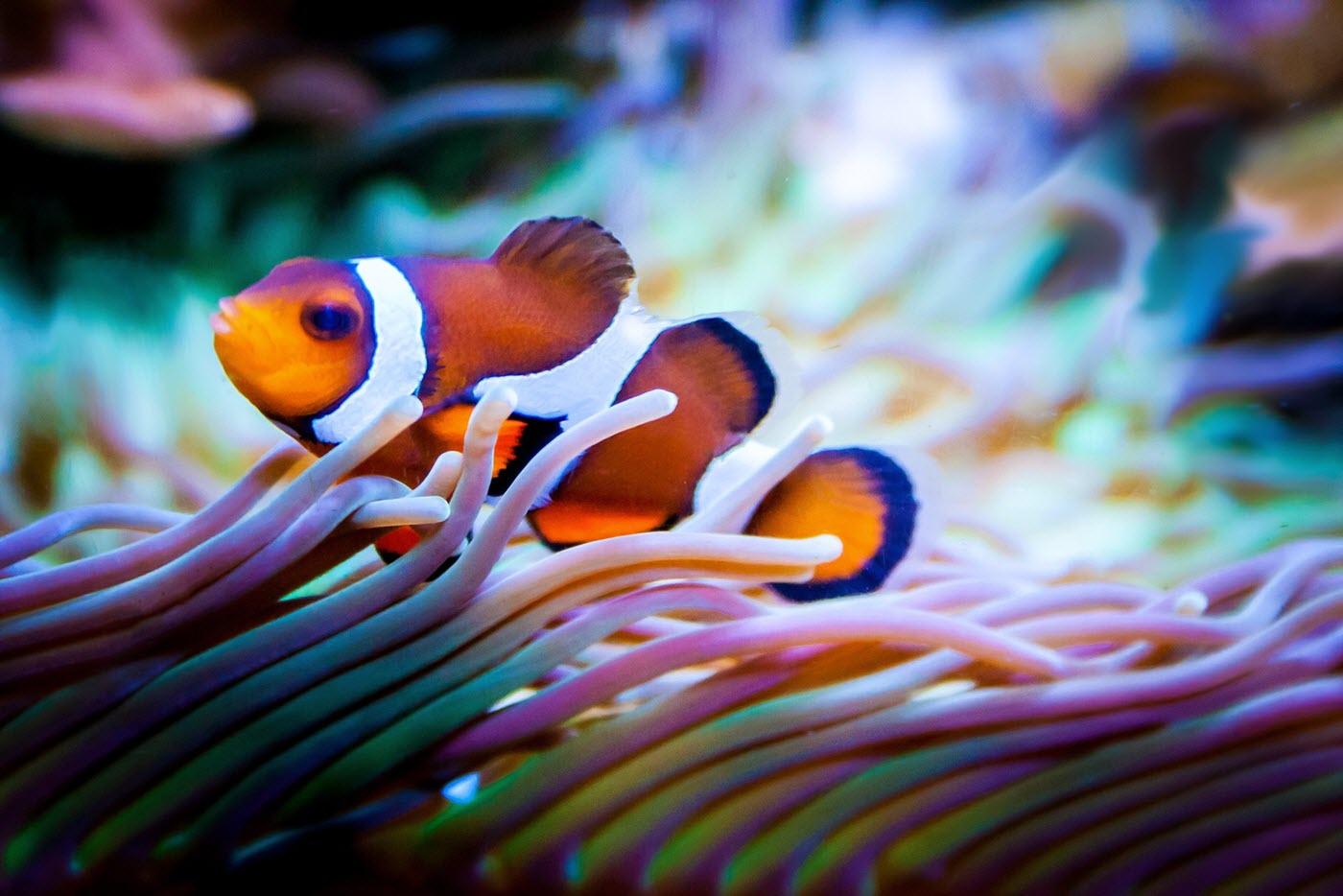 clownfisk